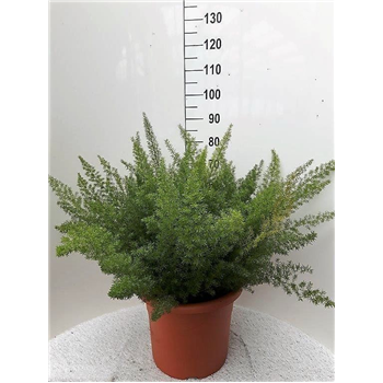 Asparagus densiflorus 'Myers' F00005289