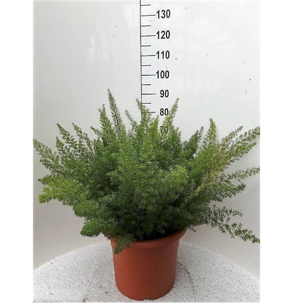 Asparagus densiflorus 'Myers' F00005289