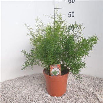 Asparagus densiflorus 'Sprengeri' F00005282