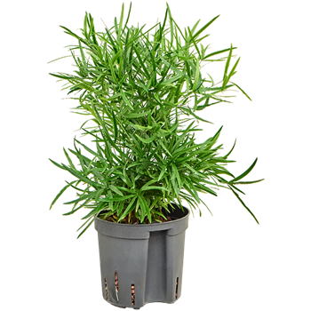 Asparagus falcatus 2ASFABP10