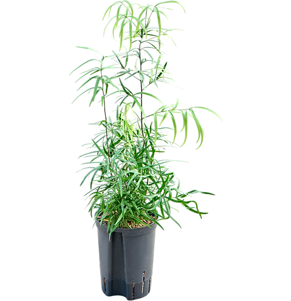 Asparagus falcatus 1ASFABP00