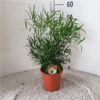 Asparagus falcatus F00005283