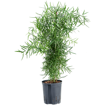 Asparagus falcatus 1ASFABP10