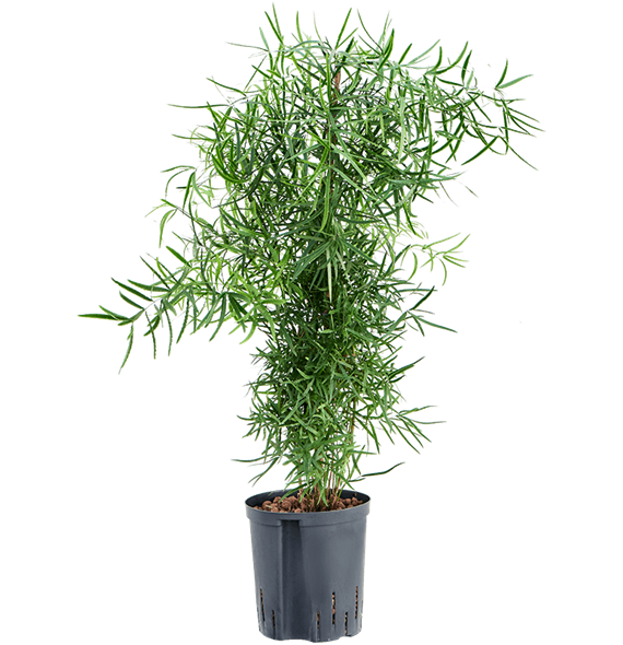 Asparagus falcatus 1ASFABP10