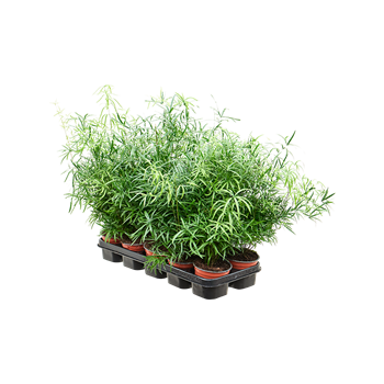 Asparagus falcatus 8/tray 4ASFABP12