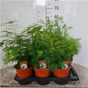 Asparagus gemengd 3 soorten F00005290