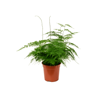 Asparagus setaceus plumosus 4ASPLBP05