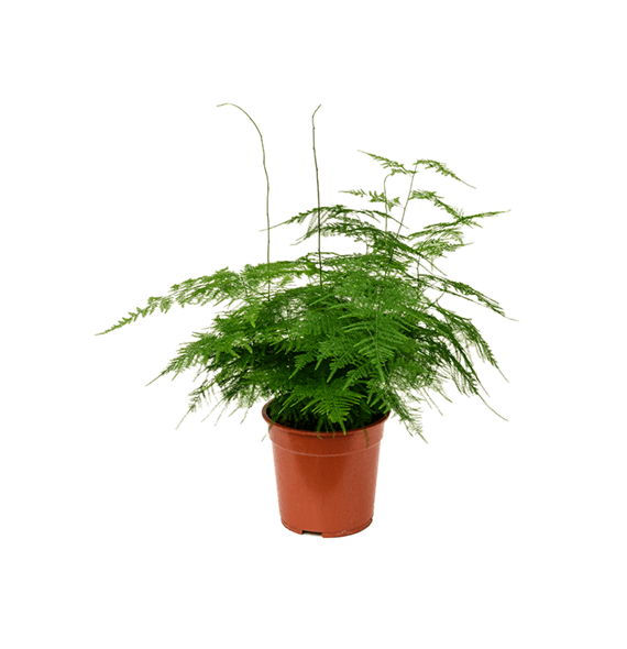 Asparagus setaceus plumosus 4ASPLBP05