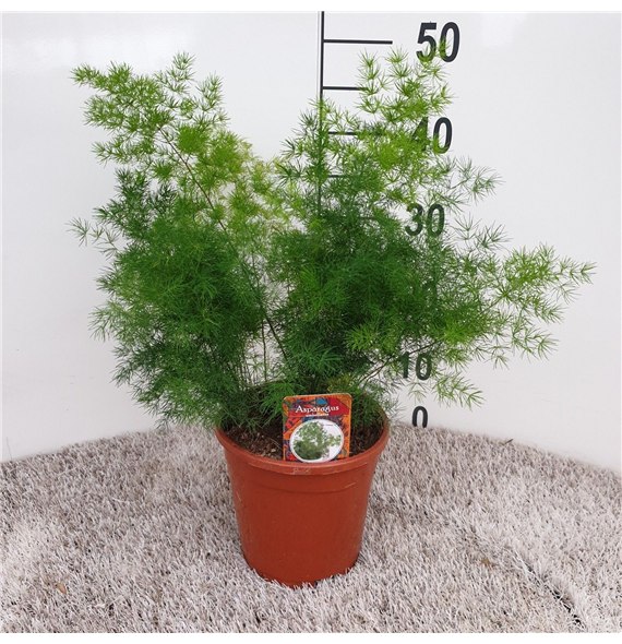 Asparagus umbellatus F00005285