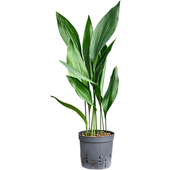 Aspidistra elatior 2ASELTU13