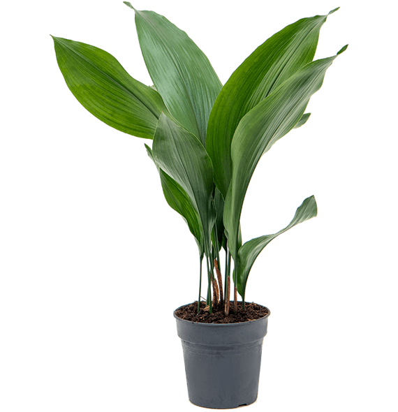 Aspidistra elatior 4ASELBP15