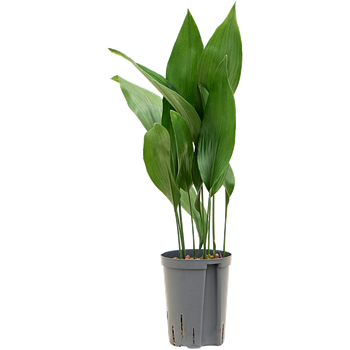 Aspidistra elatior 1ASELTU10