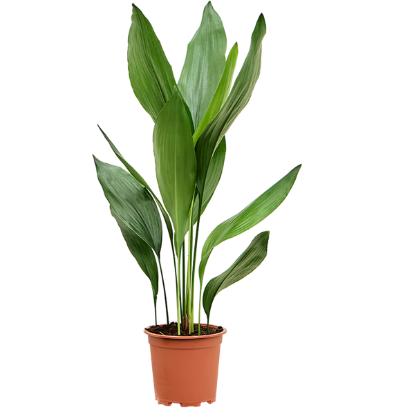 Aspidistra elatior 4ASELTU41