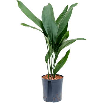 Aspidistra elatior 1ASELTU30