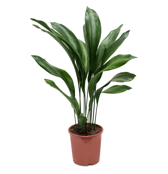 Aspidistra elatior 4ASELBU55
