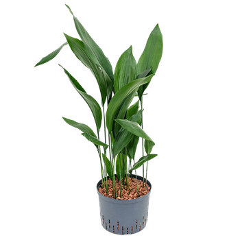 Aspidistra elatior 1ASELTU45