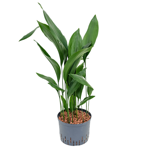 Aspidistra elatior 1ASELTU45
