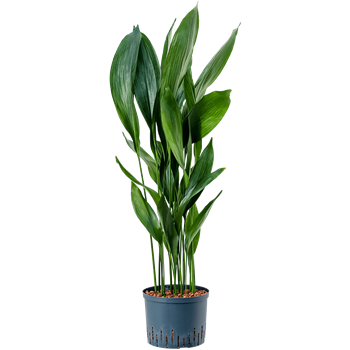 Aspidistra elatior 1ASELTU48