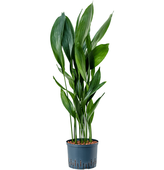 Aspidistra elatior 1ASELTU48