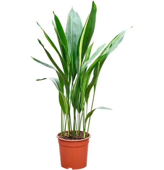 Aspidistra elatior variegata 4ASEVTU23