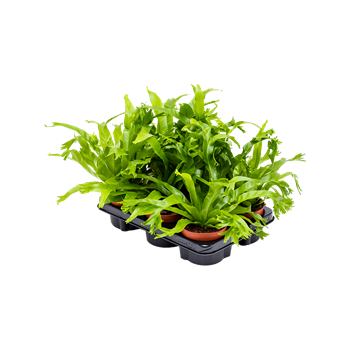 Asplenium 'Amy' 6/tray 4ASARBP10