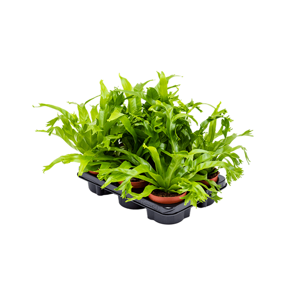 Asplenium 'Amy' 6/tray 4ASARBP10