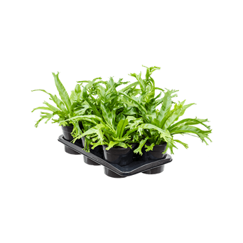 Asplenium 'Amy' 6/tray 4ASARBP14