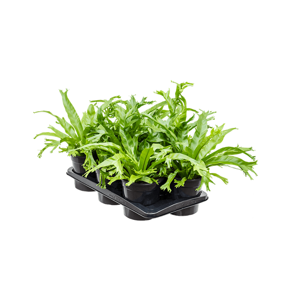 Asplenium 'Amy' 6/tray 4ASARBP14