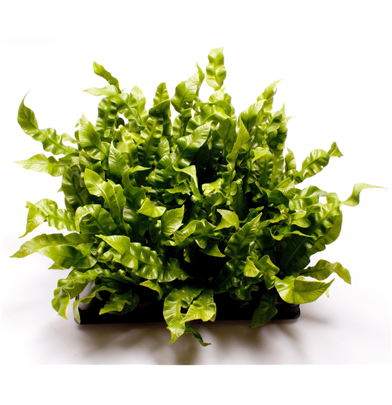 Asplenium Crispy Wave F00000892
