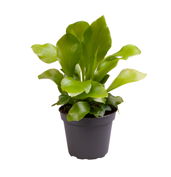 Asplenium Nidus F00000891