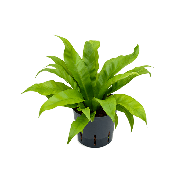 Asplenium antiquum 2ASANBP05