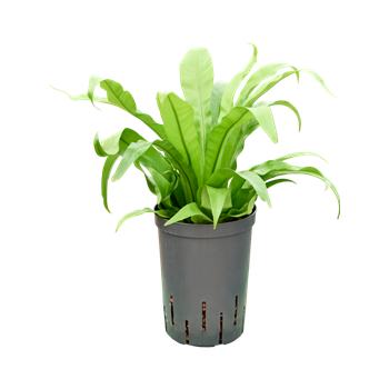 Asplenium antiquum 1ASANBP10
