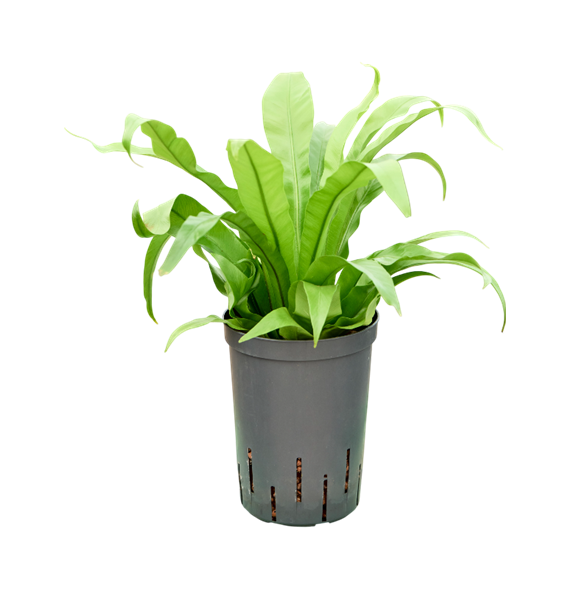 Asplenium antiquum 1ASANBP10