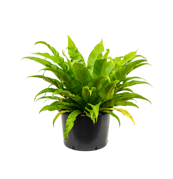 Asplenium antiquum 4ASPABU10