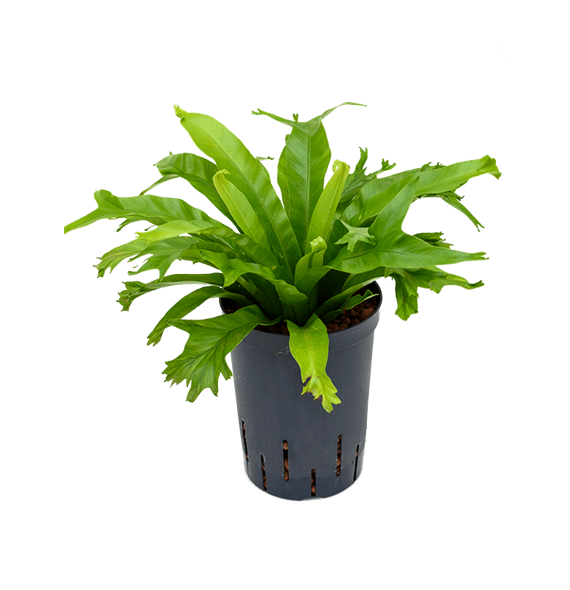 Asplenium antiquum 'Amy' 1ASAMBP10