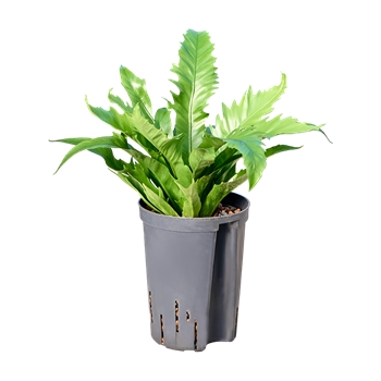 Asplenium antiquum 'Gioia' 1ASGIBP10