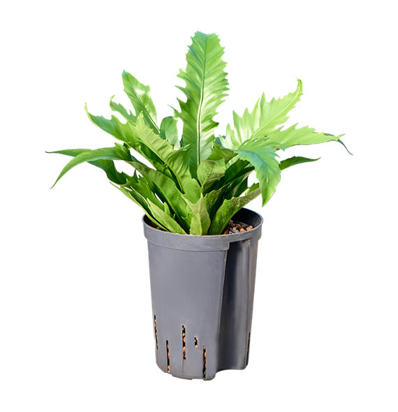 Asplenium antiquum 'Gioia' 1ASGIBP10