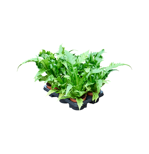 Asplenium antiquum 'Gioia' 6/tray 4ASAGBP12