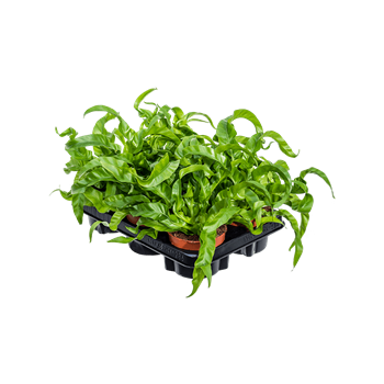 Asplenium antiquum 'Hurricane' 6/tray 4ASHUBP12