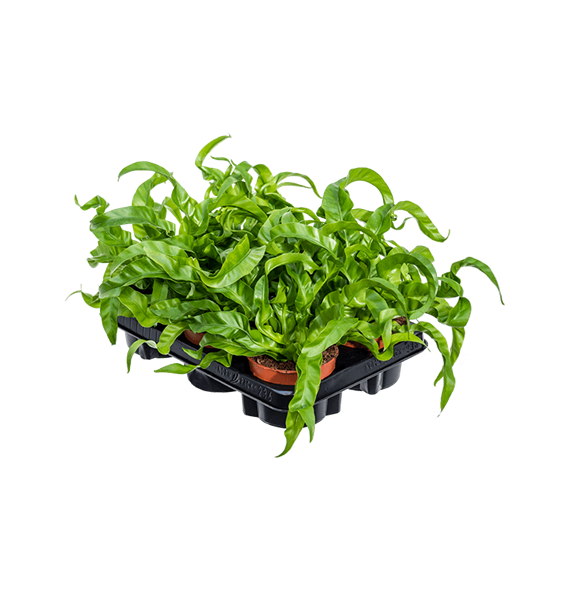 Asplenium antiquum 'Hurricane' 6/tray 4ASHUBP12