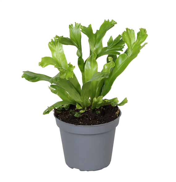 Asplenium antiquum 'Leslie' F00004481