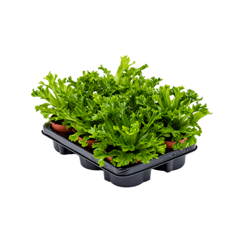 Asplenium antiquum 'Leslie' 6/tray 4ASLEBP12