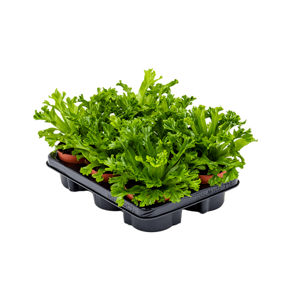 Asplenium antiquum 'Leslie' 6/tray 4ASLEBP12