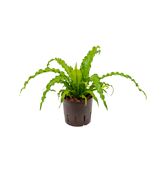 Asplenium antiquum 'Osaka' 2ASOSBP05