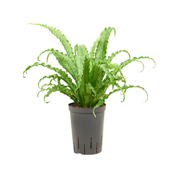 Asplenium antiquum 'Osaka' 1ASOSBP15