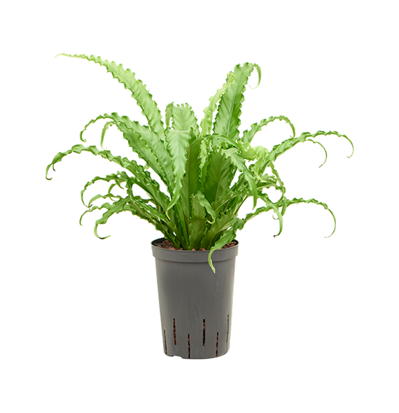 Asplenium antiquum 'Osaka' 1ASOSBP15