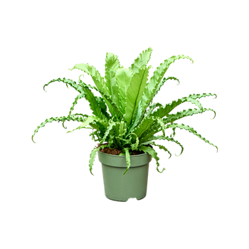 Asplenium antiquum 'Osaka' 4ASPOBU21