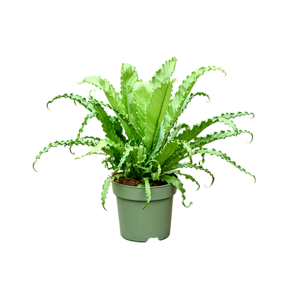 Asplenium antiquum 'Osaka' 4ASPOBU21