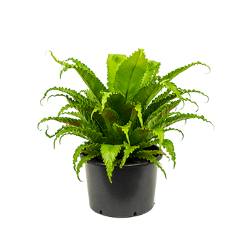Asplenium antiquum 'Osaka' 4ASPOBU10