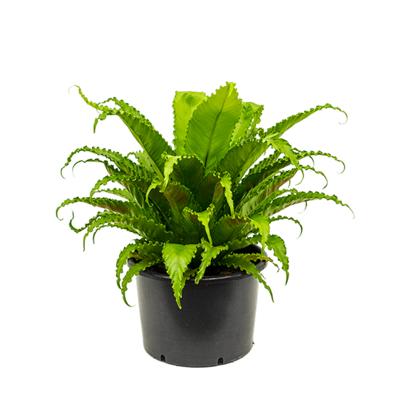Asplenium antiquum 'Osaka' 4ASPOBU10